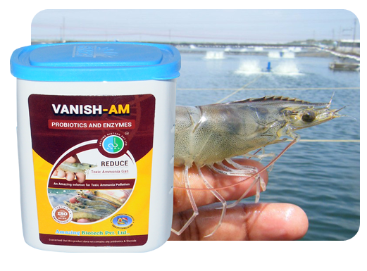Amazing Vanish